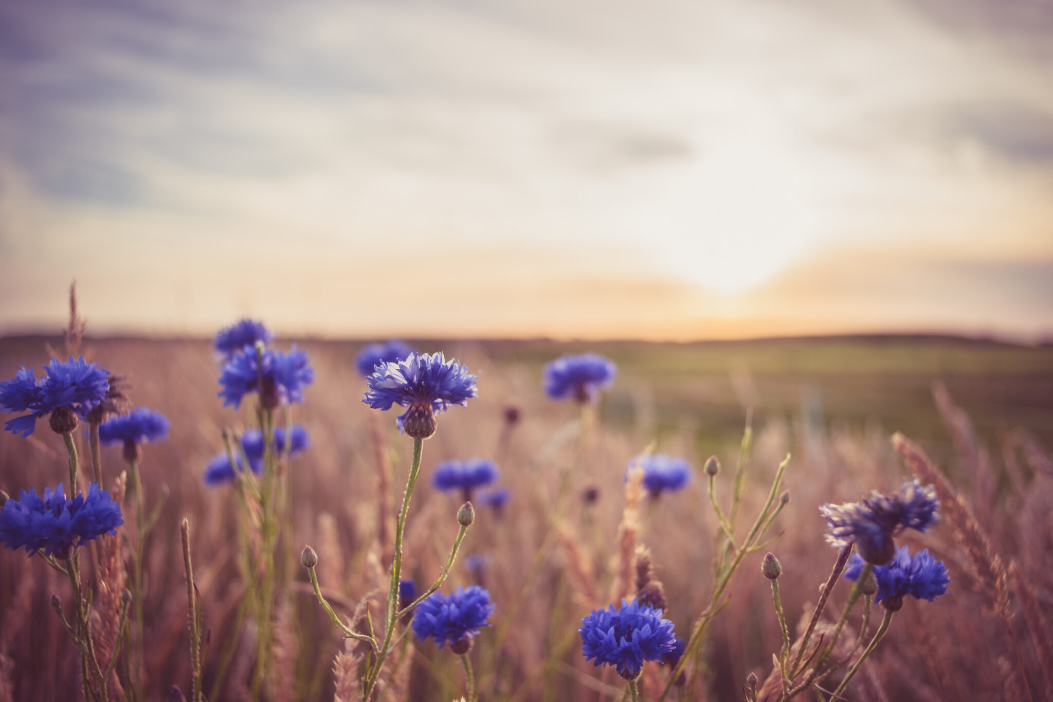 Kornblumen in Sonnenuntergangsstimmung in einer flachen Landschaft