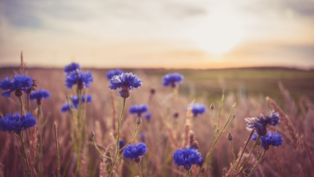 Kornblumen in Sonnenuntergangsstimmung in einer flachen Landschaft